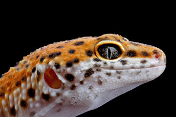 leopard-gecko-closeup-head-wood_19286111