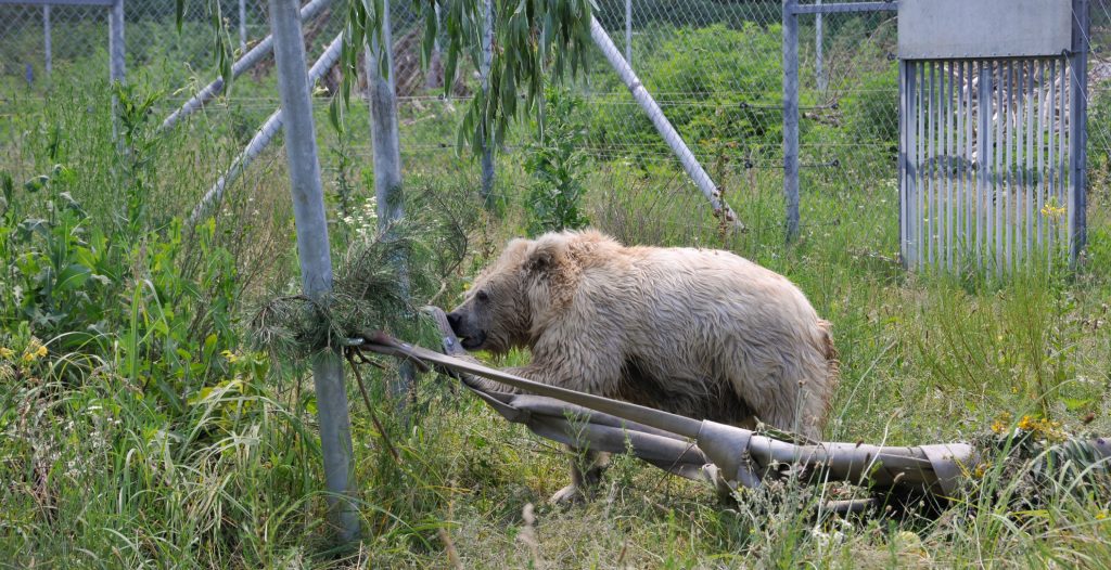 Chada in the new enclosure