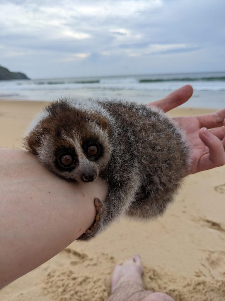 Slow lori in the hand