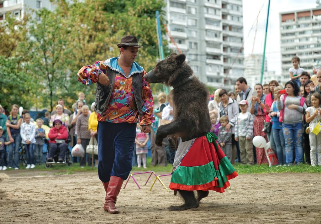 Dancing bear in russia