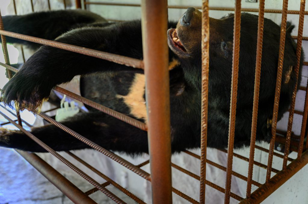 Bear on the bile farm
