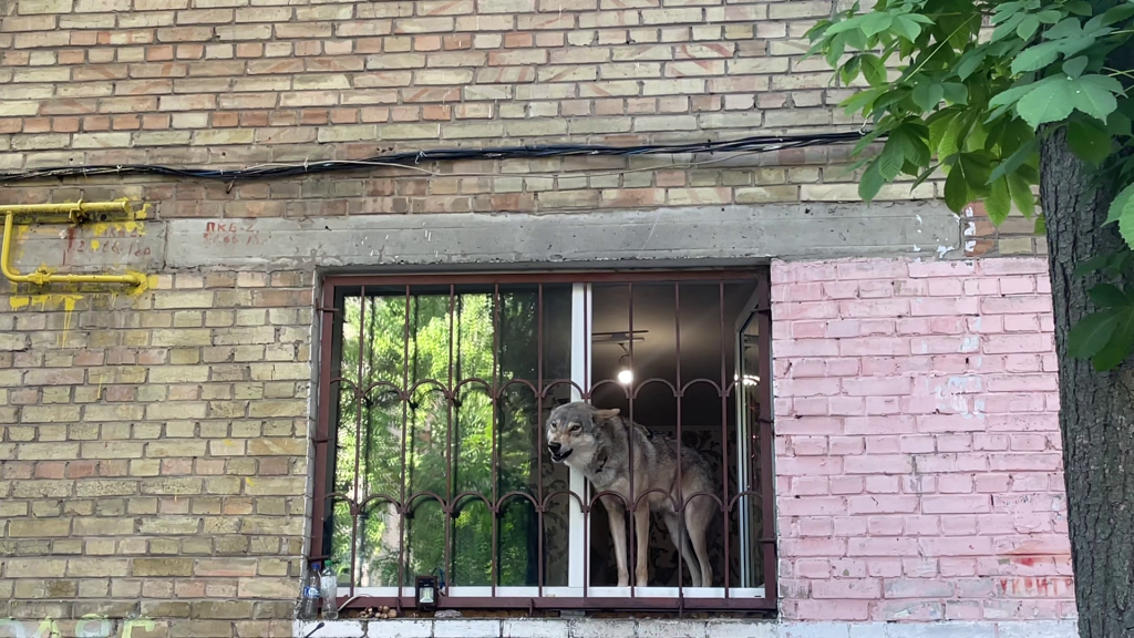 Wolf in the apartment