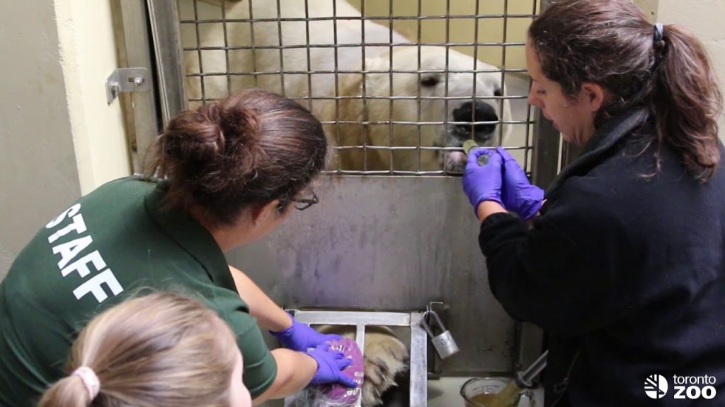 Toronto_Zoo_Polar_Bear_Voluntary_Blood_Draw