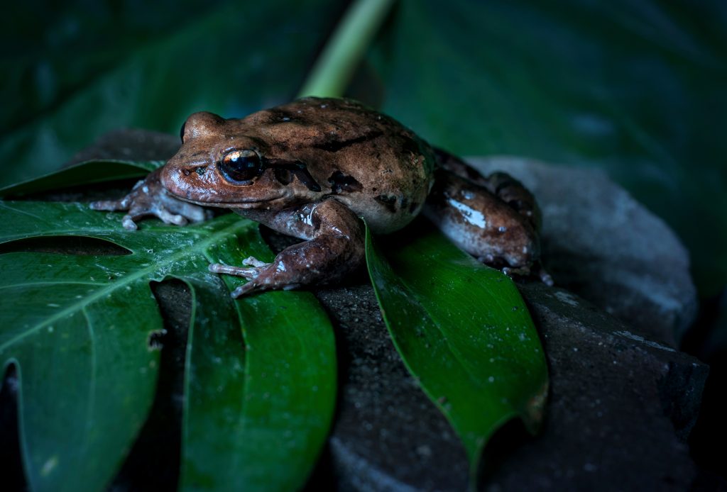 Leptodactylus fallax