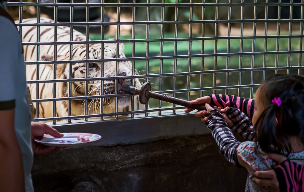 Girl feeding white tiger in cage